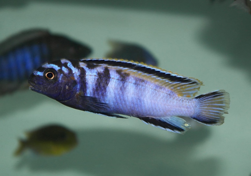 Tropheops kumwera 'Makokola Reef'